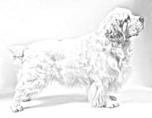 Clumber Spaniel