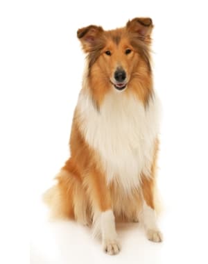 Collie, Rough