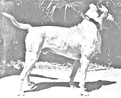 Cordoba Fighting Dog