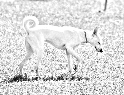 Cretan Hound