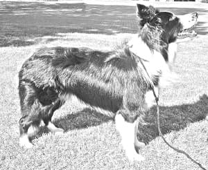 Cumberland Sheepdog