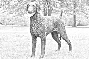 Curly Coated Retriever