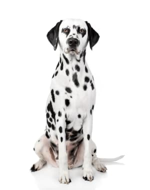 Dalmatian