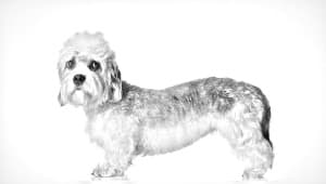 Dandie Dinmont Terrier