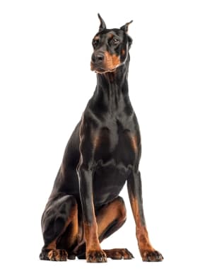 Doberman Pinscher