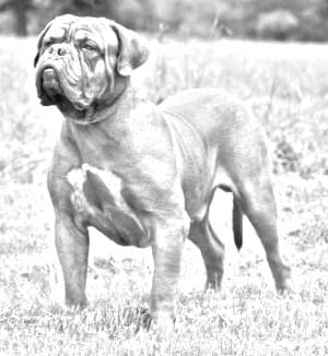Dogue de Bordeaux