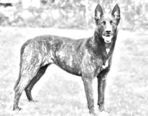 Dutch Shepherd Dog