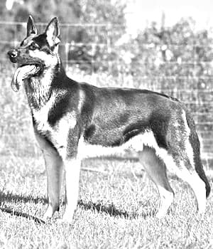 East-European Shepherd