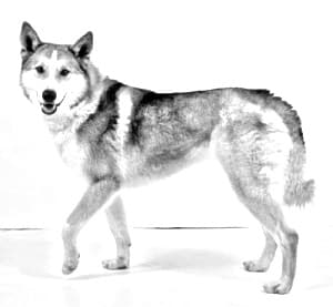 East Siberian Laika