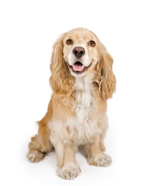 English Cocker Spaniel