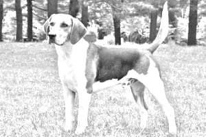 English Foxhound