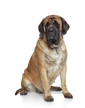 English Mastiff