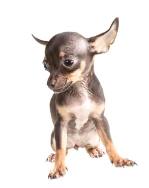 English Toy Terrier (Black & Tan)