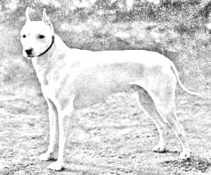 English White Terrier
