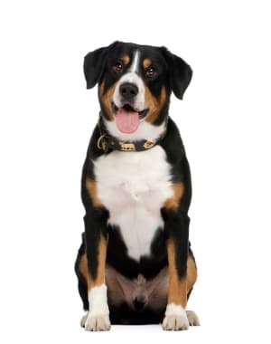 Entlebucher Mountain Dog