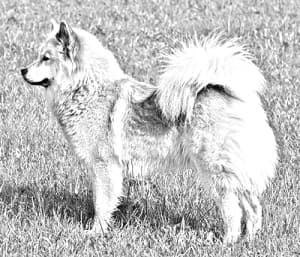 Eurasier