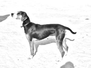 Finnish Hound