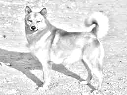 Finnish Spitz