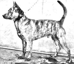 Formosan Mountain Dog