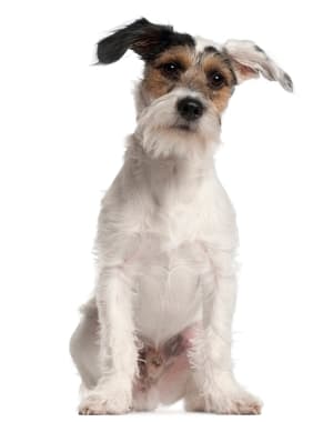 Fox Terrier (Smooth)