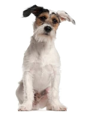 Fox Terrier, Wire
