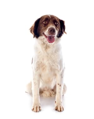 French Spaniel