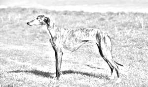 Galgo Espanol