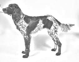 German Longhaired Pointer