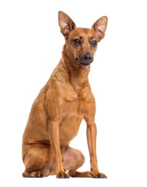 German Pinscher