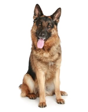German Shepherd Dog