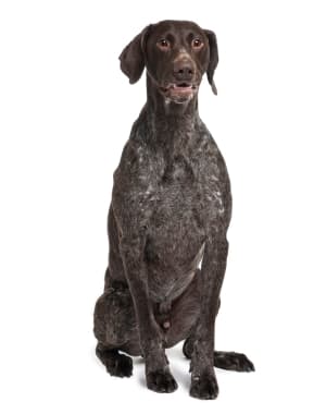 German Shorthaired Pointer