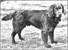 German Spaniel