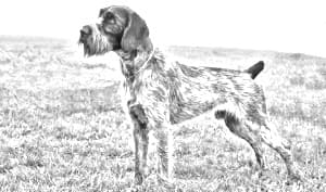 German Wirehaired Pointer