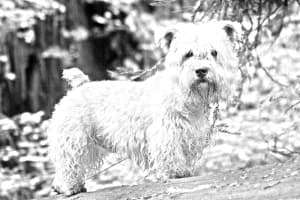 Glen of Imaal Terrier