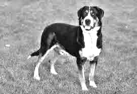 Greater Swiss Mountain Dog