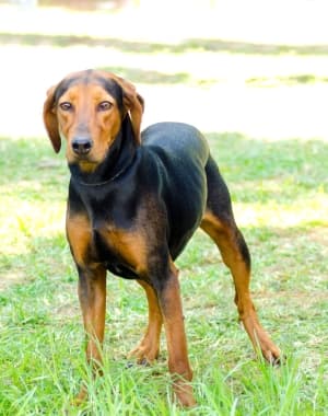 Greek Harehound