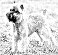 Griffon Bruxellois