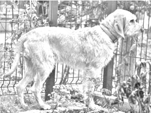 Griffon Fauve de Bretagne