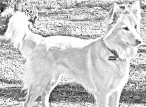 Himalayan Sheepdog