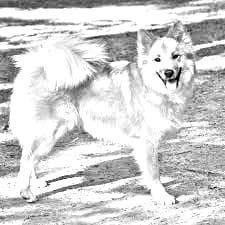 Icelandic Sheepdog