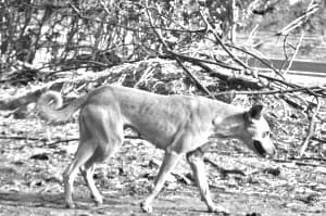 Indian pariah dog