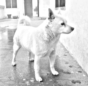 Indian Spitz