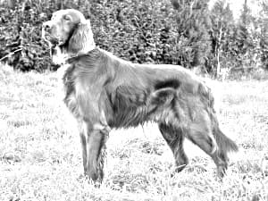 Irish Setter