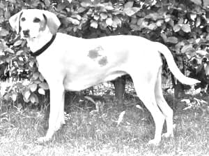 Istrian Shorthaired Hound