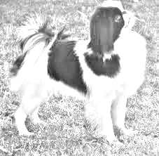 Japanese Chin