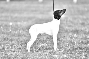 Japanese Terrier