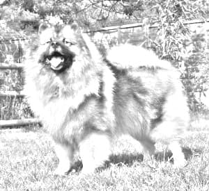 Keeshond