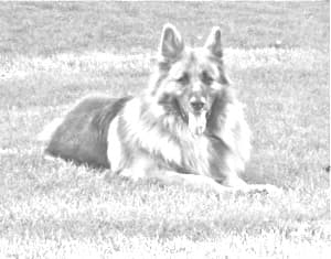 King Shepherd