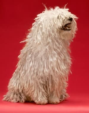 Komondor