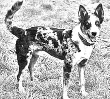Koolie